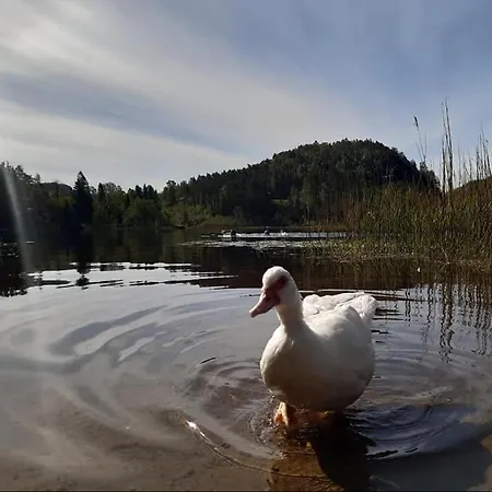 Svindland Kamp alanı